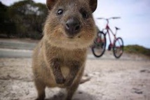 Australie: deux touristes français condamnés pour avoir mis le feu à un marsupial Australie: deux touristes français condamnés pour avoir mis le feu à un marsupial
