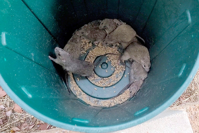 DEREK LORD / AFP DEREK LORD / AFP