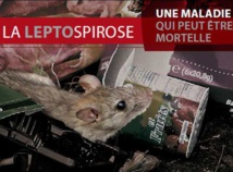 En moyenne, on recense une centaine de cas de leptospirose par an en Polynésie française. Depuis début 2015, 60 cas ont déjà été comptabilisés, trois ont provoqué des décès.