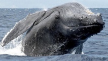 La plupart des baleines à bosse plus en danger d'extinction, selon les Etats-Unis
