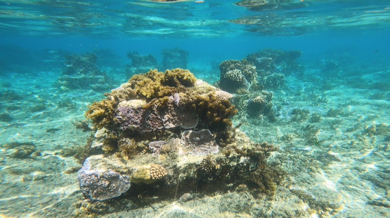 Force est de constater que la faune locale a su s'adapter aux fondations existantes. Force est de constater que la faune locale a su s'adapter aux fondations existantes.