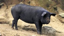 Tuerie autour d’un cochon en PNG : dix morts Tuerie autour d’un cochon en PNG : dix morts