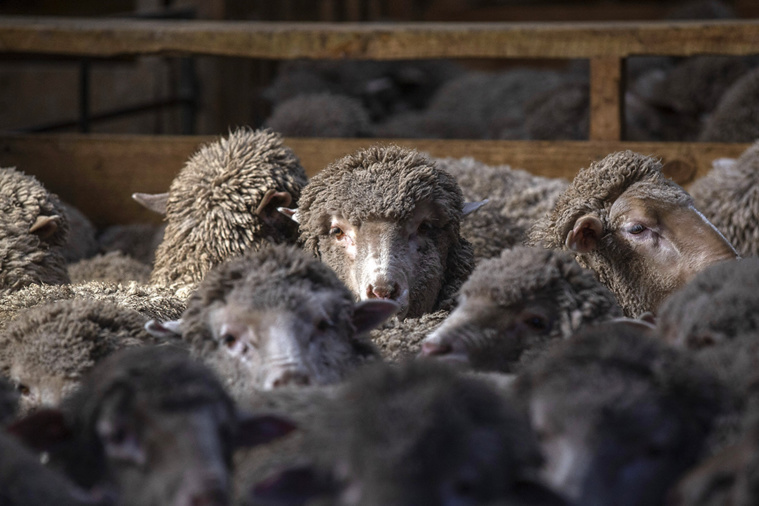 KAVINDA HERATH / AFP KAVINDA HERATH / AFP