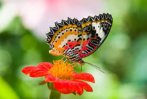 Au Cambodge, un sanctuaire abrite les papillons menacés par la déforestation Au Cambodge, un sanctuaire abrite les papillons menacés par la déforestation