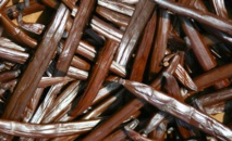 Le conservatoire de vanilliers polynésiens obtient un label du Centre de Ressources Biologiques