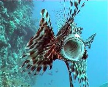 Première rascasse volante, espèce envahissante, découverte au large du Brésil Première rascasse volante, espèce envahissante, découverte au large du Brésil