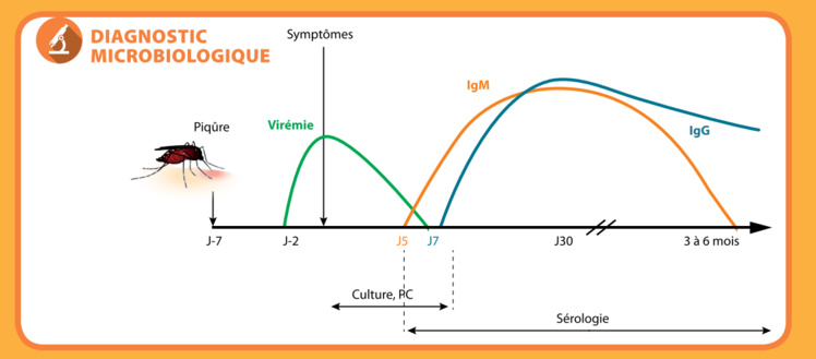 Les femmes de plus de 40 ans sont les plus touchées par les formes persistantes du chikungunya