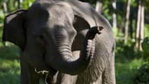 Doux séjour à Niue pour un éléphanteau en transit