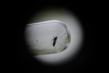 Chikungunya : des douleurs au-delà de trois mois