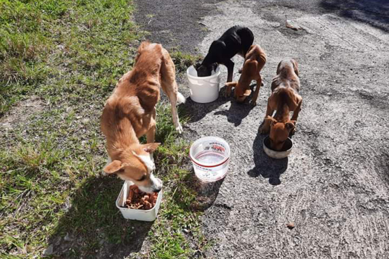 Raiatea Animara fête ses 4 ans Raiatea Animara fête ses 4 ans