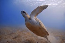 Une espèce animale sur six menacée par le réchauffement climatique Une espèce animale sur six menacée par le réchauffement climatique