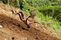 Saut du Gol à Vanuatu : la tension monte entre tribus rivales Saut du Gol à Vanuatu : la tension monte entre tribus rivales