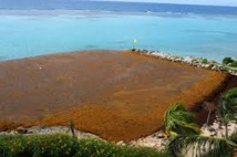 Guadeloupe : mobilisation contre l’invasion des algues sargasses Guadeloupe : mobilisation contre l’invasion des algues sargasses