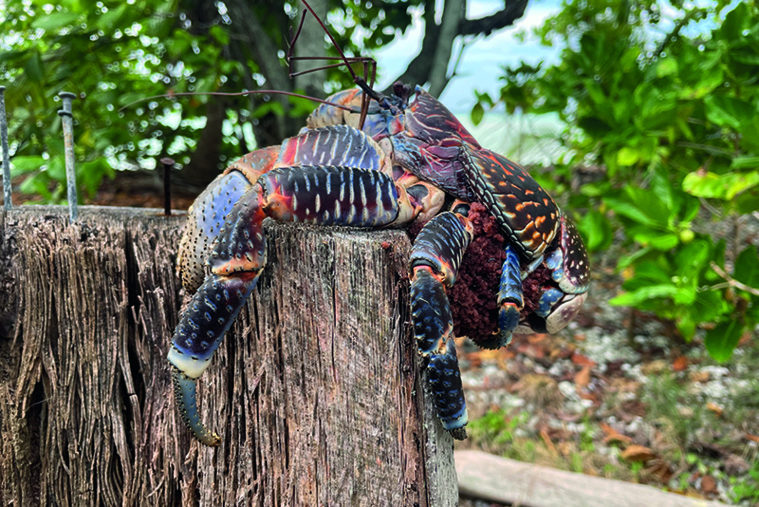 Le kaveu, animal emblématique Le kaveu, animal emblématique