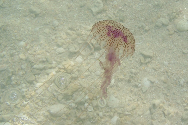 (Archives Tahiti Infos). (Archives Tahiti Infos).