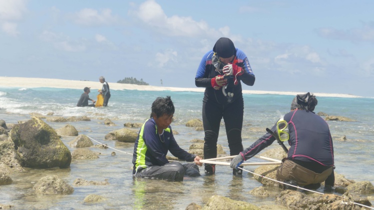 Pendant 14 jours, les biologistes marins ont collecté et identifié des espèces sur le platier corallien.