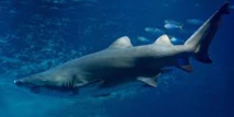Nouvelle-Calédonie: un nageur tué par un requin