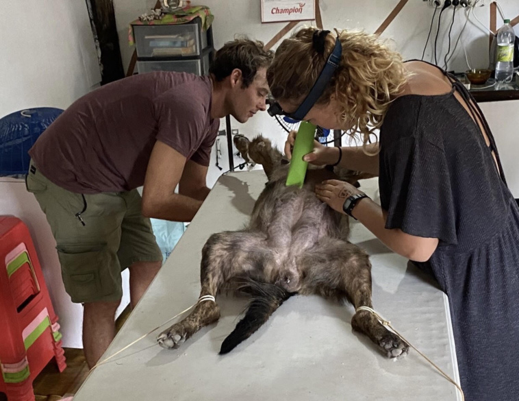 Les vétérinaires itinérants relancent l'appel à l'aide Les vétérinaires itinérants relancent l'appel à l'aide