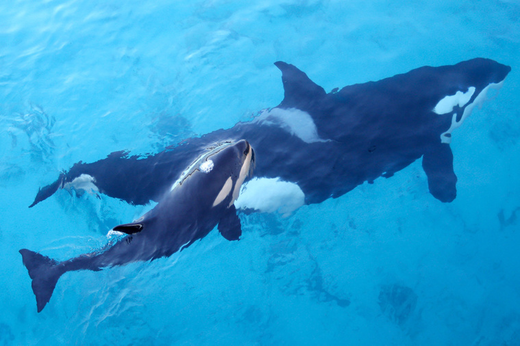 Crédit VALERY HACHE / AFP