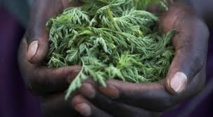 Une plante chinoise, espoir contre la malaria en Afrique Une plante chinoise, espoir contre la malaria en Afrique