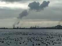 Mort mystérieuse de plus de 1.300 oiseaux retrouvés sur une plage chilienne Mort mystérieuse de plus de 1.300 oiseaux retrouvés sur une plage chilienne