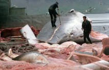 Protestations contre une cargaison de viande de baleine prête à quitter l'Islande Protestations contre une cargaison de viande de baleine prête à quitter l'Islande