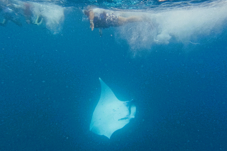 Les collégiens à la rencontre des raies manta