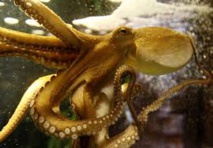 Le poulpe, source d'inspiration pour un futur robot médical Le poulpe, source d'inspiration pour un futur robot médical