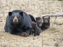 L'ours noir de Louisiane n'est plus en danger d'extinction L'ours noir de Louisiane n'est plus en danger d'extinction