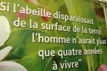 citation d'Albert Einstein citation d'Albert Einstein