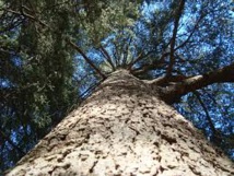 Le Maroc, l'autre "pays du Cèdre", veut protéger ce "trésor national"