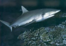 Rangiroa: Un jeune pêcheur mordu par un requin Rangiroa: Un jeune pêcheur mordu par un requin