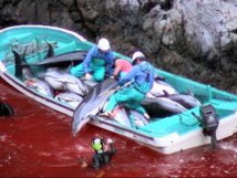 Dauphins: des pêcheurs japonais refusent d'abandonner une technique de chasse controversée