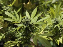 Il voyageait avec des friandises au cannabis