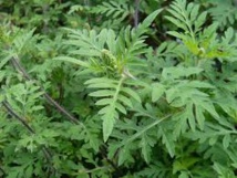 L'ambroisie, une plante très allergisante, continue à progresser en Europe L'ambroisie, une plante très allergisante, continue à progresser en Europe