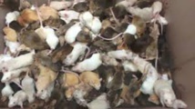 Au Canada, plus d'un millier de souris saisies dans une maison insalubre