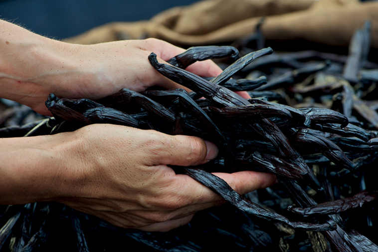 Une fédération des producteurs de vanilles françaises se prépare