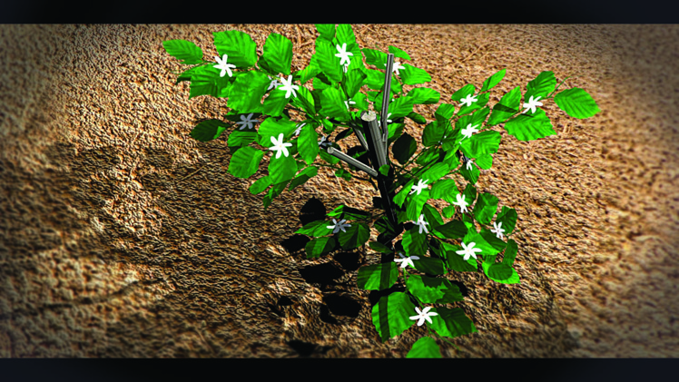 Tiare Tahiti par Wilfred Johnston (concours Poly3D) Tiare Tahiti par Wilfred Johnston (concours Poly3D)