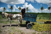 Un ouvrier agricole décharge des oranges dans un champ d'une coopérative agricole "bio" à Rio Real, à 200 km au nord de Salvador de Bahia au Brésil.