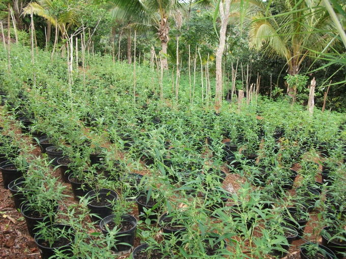 600 plants de paka détruits par la gendarmerie