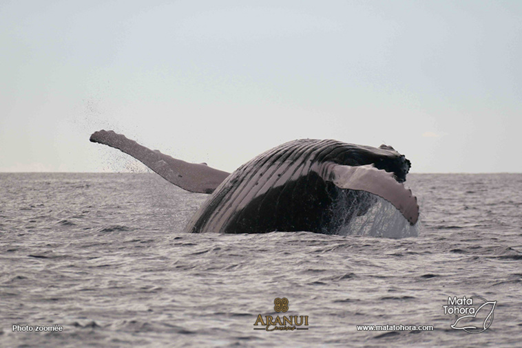 Le nombre de prestataires de whales watching au Fenua est passé de 13 en 2008 à 88 en 2023. Crédit photo : Mata Tohora.
