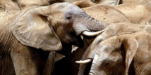 La moitié des éléphants de Tanzanie décimée en cinq ans, un "déclin catastrophique"