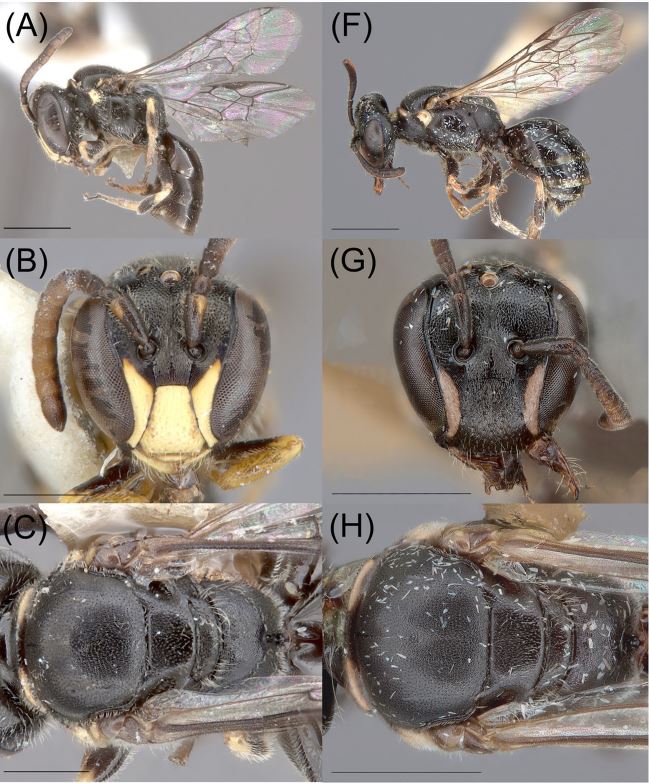 ​L’origine d’une micro-abeille des Tuamotu révélée