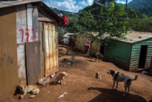 Au Brésil, il y a plus de chiens que d'enfants Au Brésil, il y a plus de chiens que d'enfants