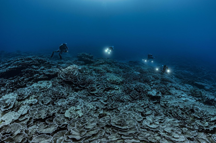 Des chercheurs américains ont révélé dans une étude réalisée en partie à Moorea que la présence de concombres de mer dans les récifs coralliens avait un impact sur la santé des coraux et réduisait considérablement leur mortalité. Crédit photo : AFP.