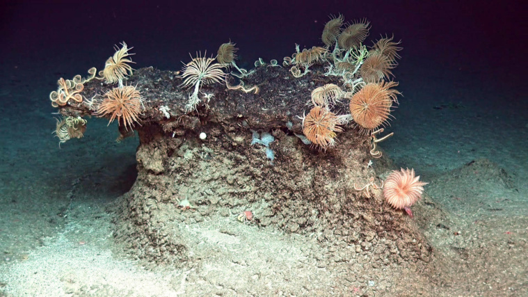 Grands fonds marins : lancement d'une plateforme régionale Grands fonds marins : lancement d'une plateforme régionale