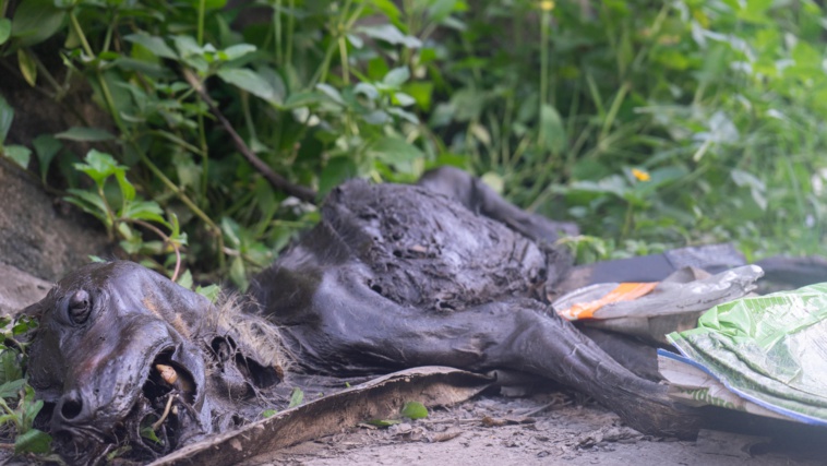 Le cadavre du chien calciné, découvert lors de l'opération de dépollution de Mama Natura.  Crédit : Tom Larcher