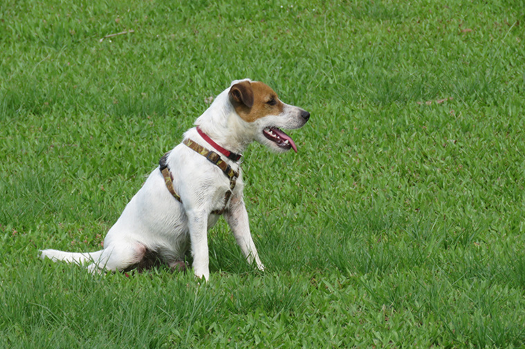 Atlas, premier chien renifleur polynésien Atlas, premier chien renifleur polynésien