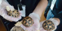 "Immenses" saisies de contrebande animale à travers le monde