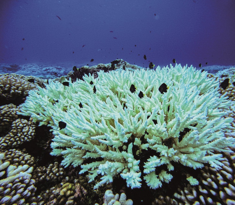 Alerte blanchissement à Fakarava Alerte blanchissement à Fakarava